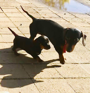 Meet your Posher, Rachel